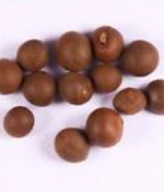 คามิเลียญี่ปุ่น (Japanese Camellia) สีแดง / 5 เม็ด