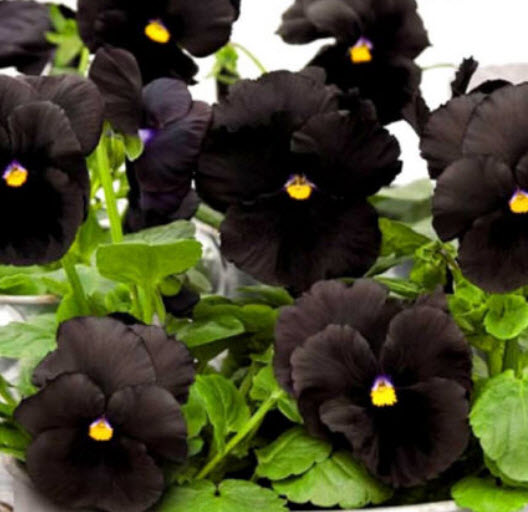แพนซี (Pansy) ดำ ดอกใหญ่ / 150 เม็ด (UK)