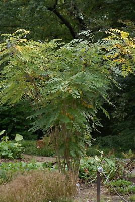 ไส้กรอกสีฟ้า (Blue Sausage) / 5 เม็ด (Serbia)