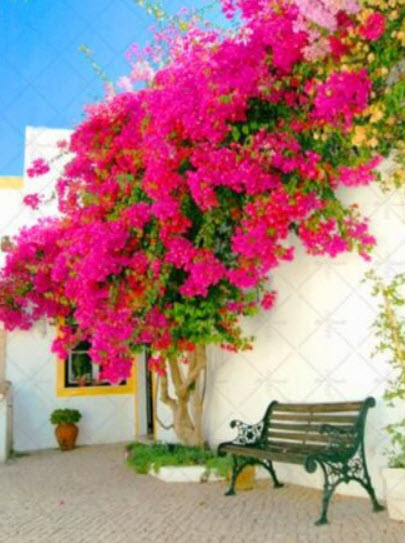 เฟื่องฟ้าเลื้อย (Climbing Bougainvillea) คละสี / 50 เม็ด (นอก)