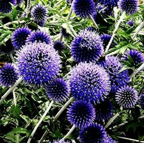 โกลบ ธิสเซิล (Globe Thistle / Echinops ritro) สีฟ้า / 100 เม็ด (UK)