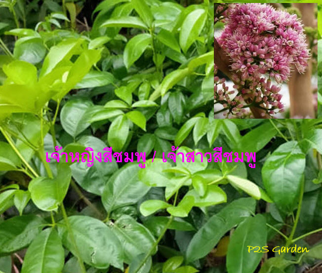 ต้นเจ้าหญิงสีชมพู เจ้าสาวสีชมพู (Pink euodia) กระถาง 10 นิ้ว สูง 50-80 ซ.ม.