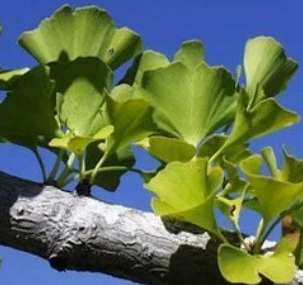 ต้นกล้า แปะก๊วย Ginkgo เพาะเมล็ดจากจีน กระถางสีอิฐ 4 นิ้ว