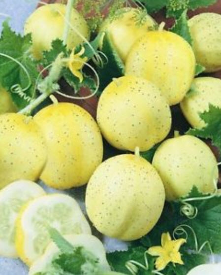แตงกวาเลม่อน (Lemon cucumber) / 5 เมล็ด (USA)