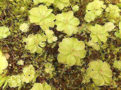 พิงกุยใหญ่ (Pinguicula Giant) / 5 เม็ด (Spain)