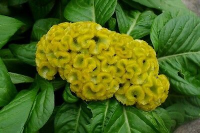 หงอนไก่ (Cockscomb) สีเหลือง / 100 เม็ด