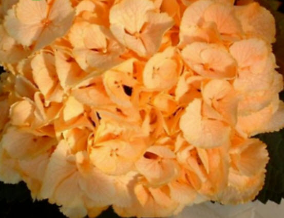 ไฮเดรนเยีย (Hydrangea) สีส้ม / 25 เม็ด