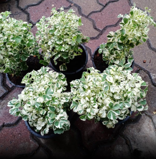 ต้นเล็บครุฑ เล็บครุฑแคระ เล็บครุฑแคระด่าง กระถาง 6 นิ้ว เล็บครุฑใบผักชีด่าง