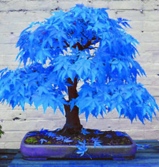 เมเปิ้ลบอนไซ (Maple Bonsai - ACER) สีน้ำเงิน / 20 เม็ด