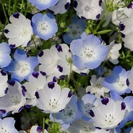 เนโมฟีล่า - ไฟฟ์สป็อท (Nemophila - Fivespot) / 75 เม็ด (Ukraine)