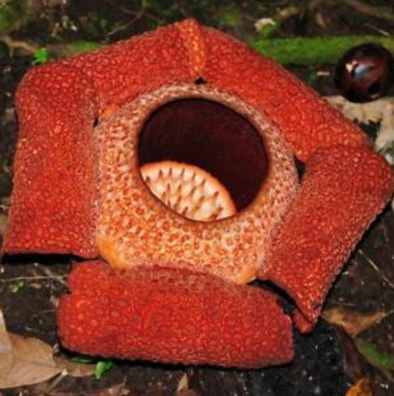 บัวผัด หรือบัวตูม (Rafflesia) / 10 เม็ด (นอก)