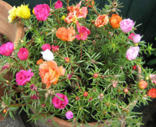 แพรเซี่ยงไฮ้ (Moss Rose) ซ้อน คละสี / 1,200 เม็ด (UK)