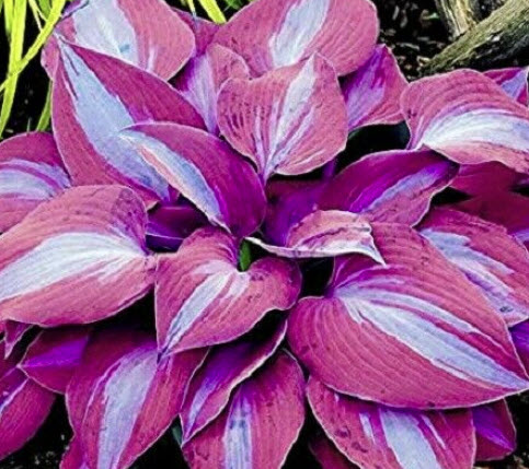 ฮอสต้า สีม่วง (Purple Lily Shade Hosta) / 50 เม็ด (China)*