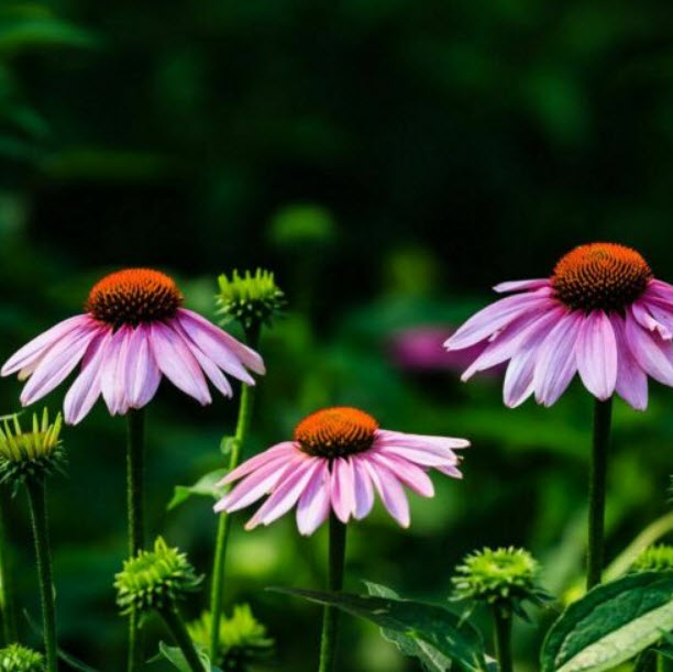เอ็กไคนาเซีย (Echinacea) หรือ Coneflower / ซอง 100 เม็ด (S111)