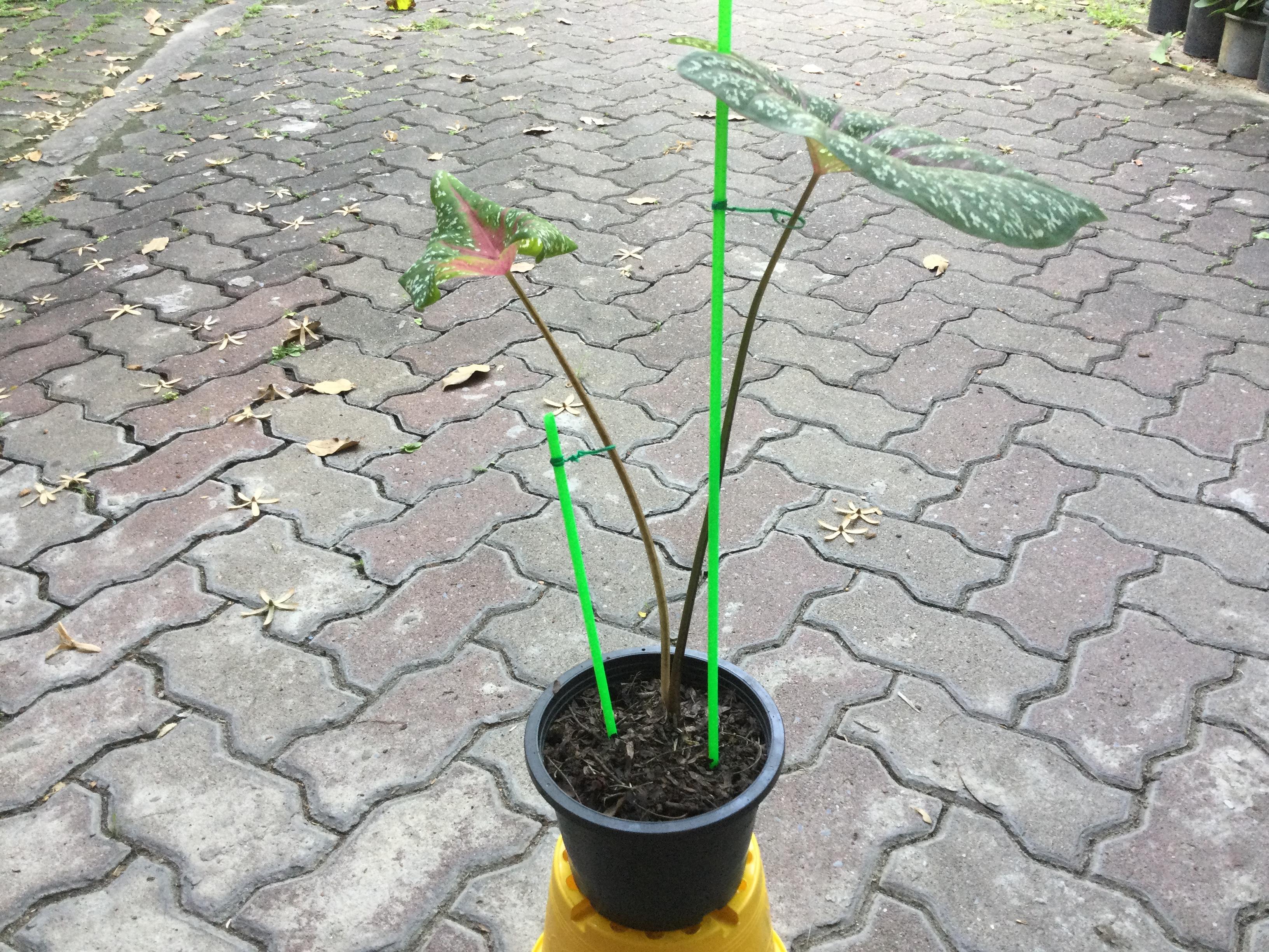 ต้นบอนนกศรีอุษา กระถาง 6 นิ้ว