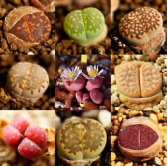 ไลท็อปส์ (Lithops) คละ / 50 เม็ด