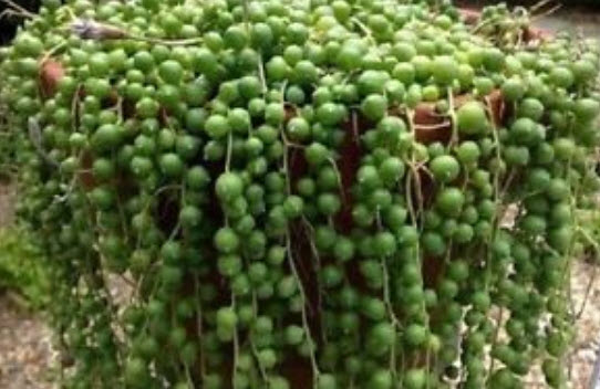 เพิร์ล คลอโรไฟทัม (Pearl Chlorophytum) สีเขียวเข้ม / 100 เม็ด