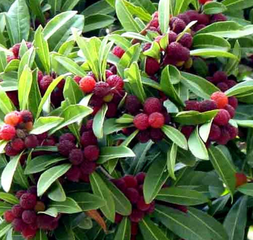 หยางเหมย / ยัมเบอรี่ (Yangmei / Yumberry) แดง / 10 เม็ด (China)