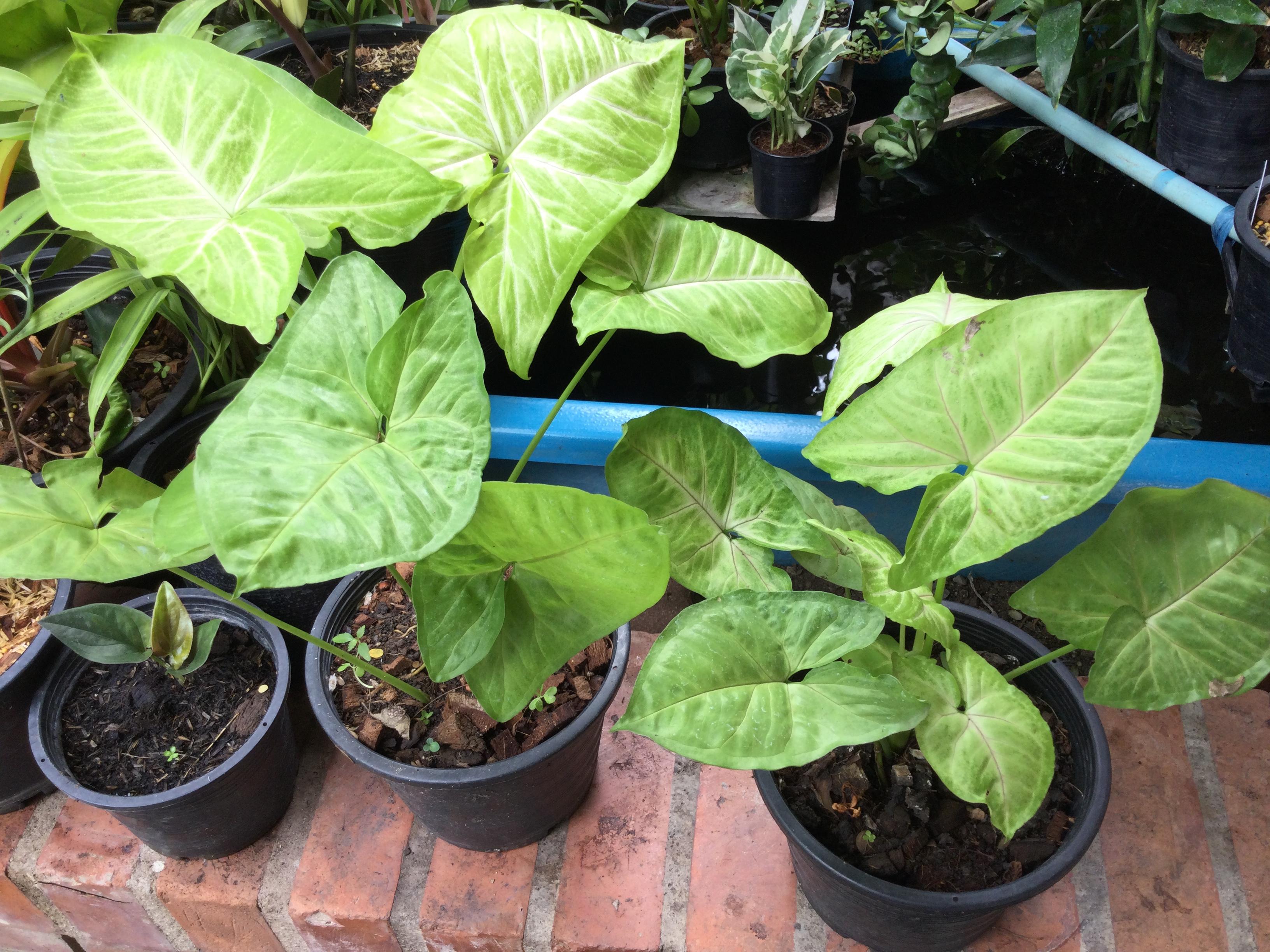 ต้นออมทอง กระถาง 6 นิ้ว (M)