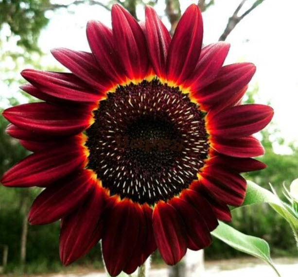 ทานตะวัน มูแลง รู๊ดจ์ (Sunflower - Moulin Rouge) / 20 เม็ด (UK)