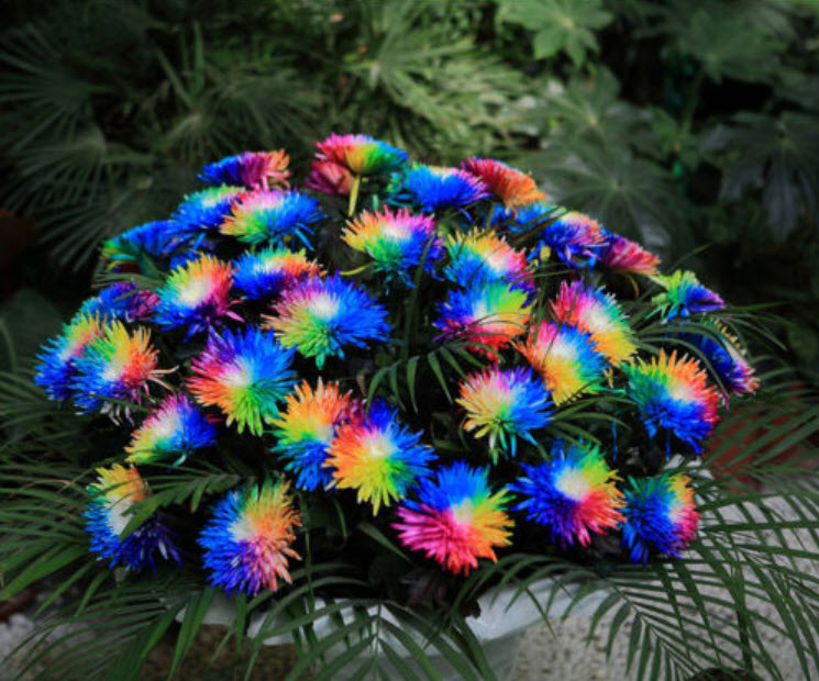 เบญจมาศ แฟนซี / 25 เม็ด