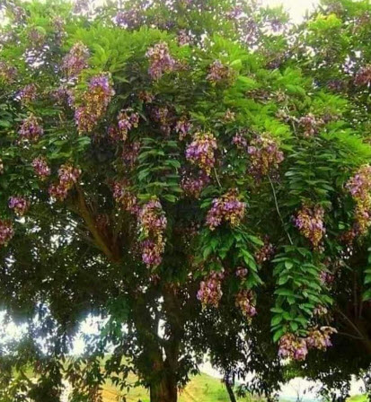 ต้น อัญชันต้น ดอกหอม ดอกดก ออกเป็นพวง สูง 60-80 ซ.ม. ปลูกประดับบ้าน