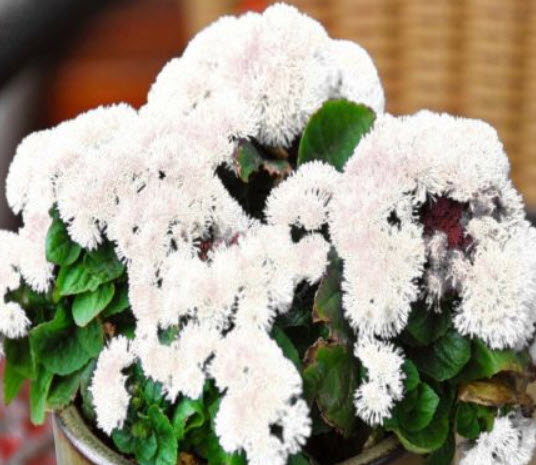 อะเจอราตุ้ม (Ageratum) ขาว / 2,000 เม็ด (UK)