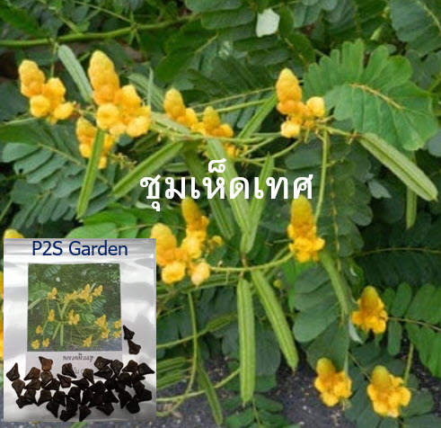 ชุมเห็ดเทศ ส้มเห็ด ขี้คาก ลับหมื่น ซองละ 40 เม็ด พืชสมุนไพรสารพัดประโยชน์