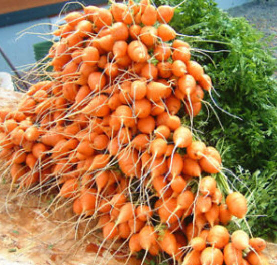 แครอท ปาริเซียน (Parisian carrot) ลูกกลมสีส้ม / 200 เม็ด