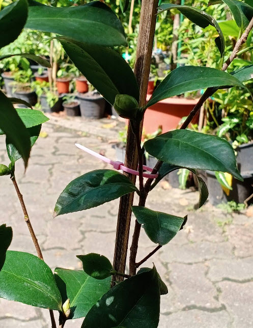 ต้นคาเมเลีย คามิเลีย Camellia ดอกชมพู อายุ 4 ปี+ ต้นไม้นำเข้า