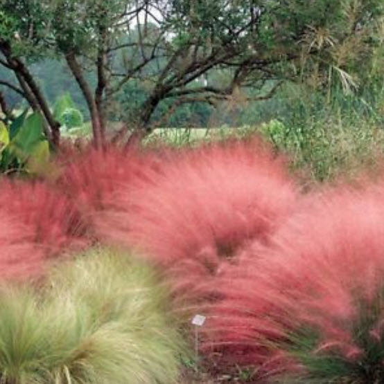 หญ้ามูลี่ชมพู (Pink Muhly grass) / 100 เม็ด (China)