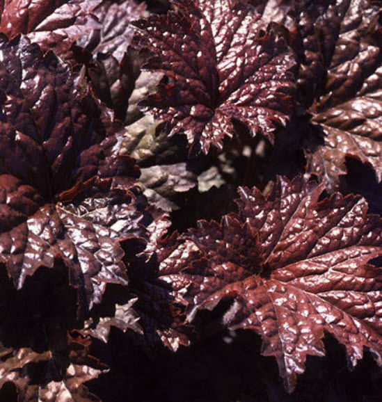 ฮิวเชร่า (Heuchera Emperor's Cloak) / 100 เม็ด (Australia)