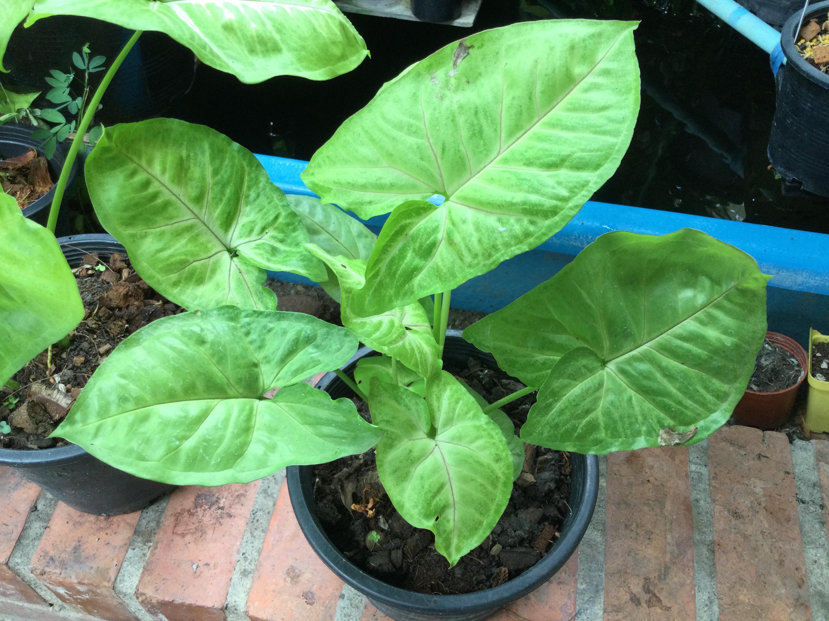 ต้นออมทอง กระถาง 6 นิ้ว (M)