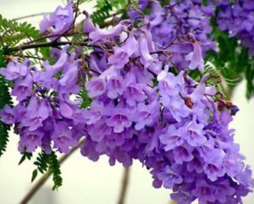 ศรีตรัง (Jacaranda mimosifolia) บอนไซ / 30 เม็ด (UK)