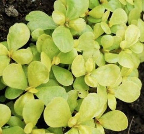 ผักเบี้ยใหญ่สีทอง (Golden Purslane) / 1,000 เม็ด (UK)