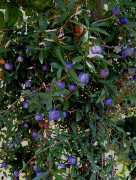 แอปเปิลเบอรี่ (Appleberry) / 10 เม็ด (Australia)