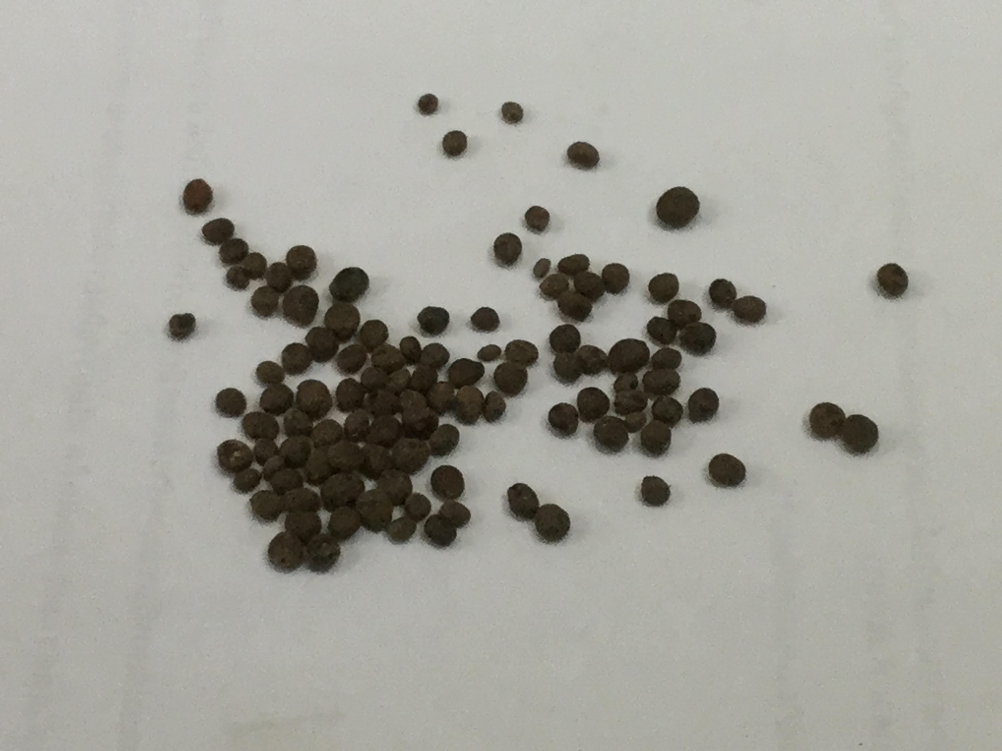 กล้วยไม้ นกกระยางขาว (White Egret Orchid) / 50 เม็ด