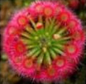 หยาดน้ำค้าง (Sundew) คละ / 100 เม็ด