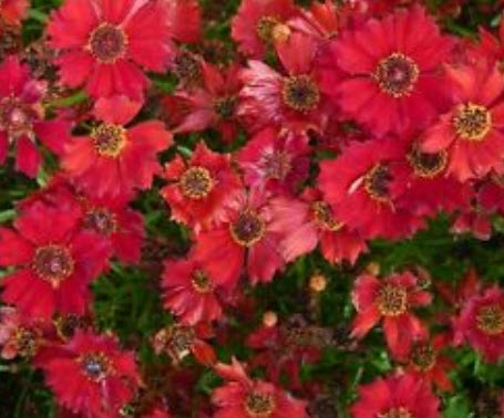 ดอกไม้ไหว (Coreopsi) สีแดง พันธุ์เตี้ย / 750 เม็ด (UK)