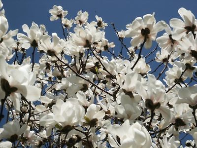 แม็กโนเลีย ยูหลาน (Magnolia Yulan) คละ / 25 เม็ด