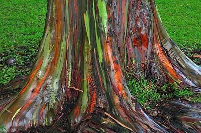 ยูคาลิปตัสแฟนซี (Rainbow Eucalyptus) / 500 เม็ด (Portugal)
