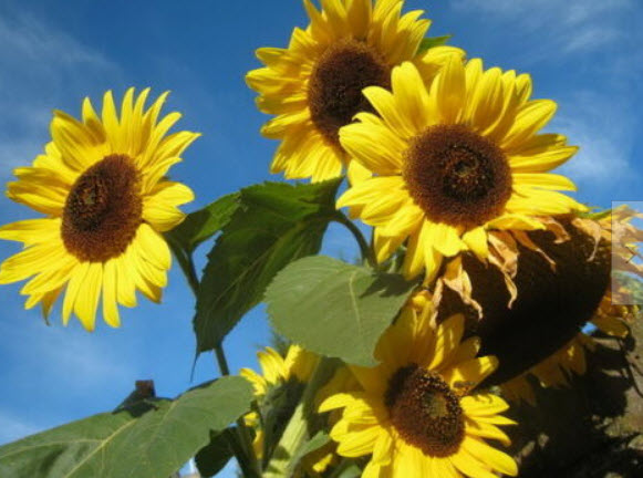 ทานตะวันยักษ์ (Giant Sunflower - Skyscraper) / 10 เม็ด (Serbia)
