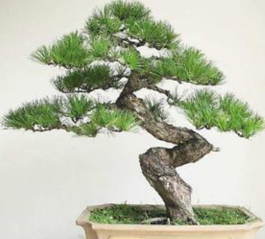 สนซีดาร์ บอนไซ (Cedar Bonsai) / 15 เม็ด (นอก)