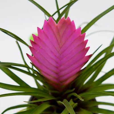 ทิลแลนด์เซีย (Purple Tillandsia) สีม่วง / 20 เม็ด (China)