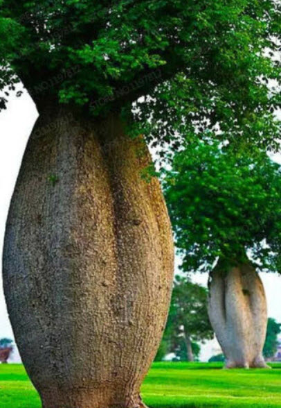 เบาบับ (Baobab) / 5 เม็ด
