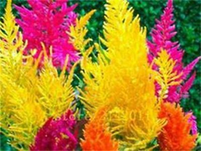หญ้าภูเขา คละ / 600 เม็ด (นอก)