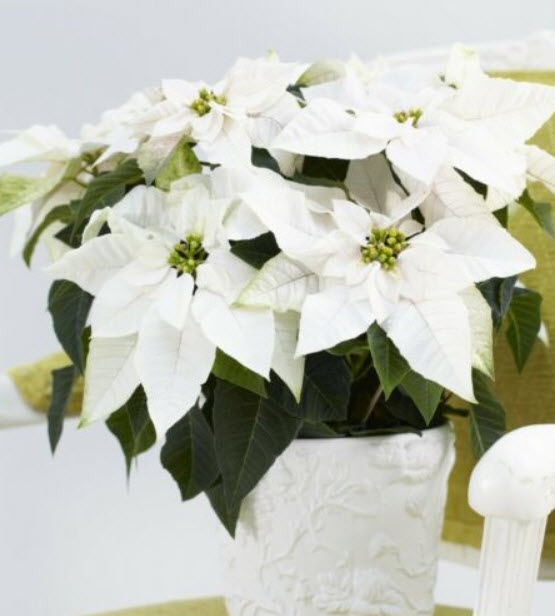 คริสต์มาส (Poinsettia) ขาว / 50 เม็ด