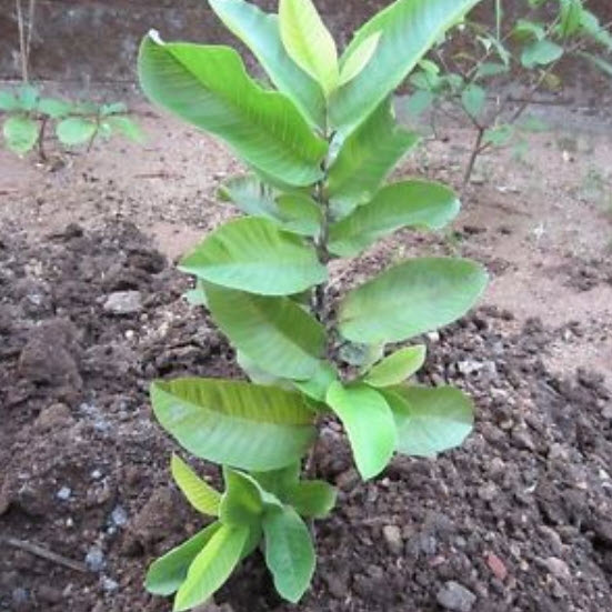 ฝรั่งแพร์ (Pear Guava) / 10 เม็ด