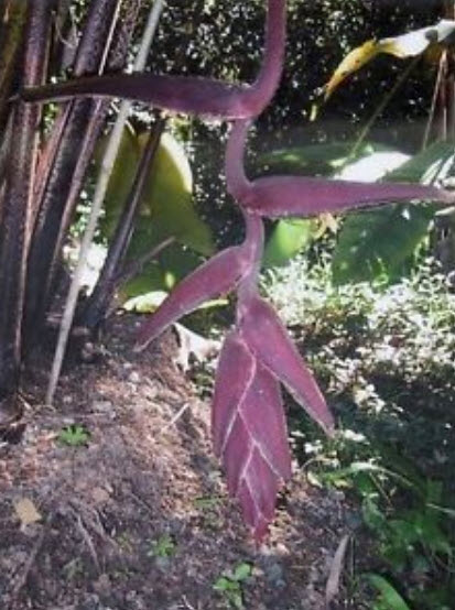 เฮลิโคเนีย สกรีโรทริชา (Heliconia Sclerotricha) สีม่วง / 5 เม็ด (Israel)