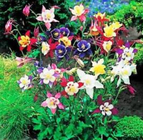 โคลัมบายน์ (Columbine - Mrs Scott Elliott) คละ / 450 เม็ด (UK)